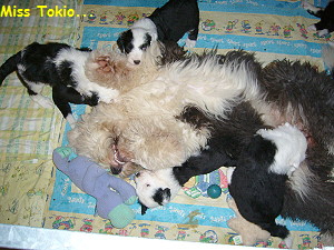 Miss Tokio...