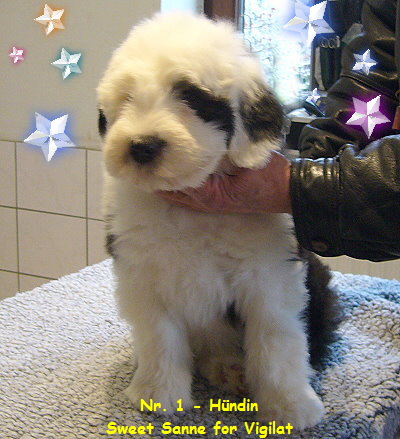 Nr. 1 - H�ndin
Sweet Sanne for Vigilat