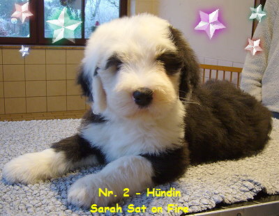 Nr. 2 - H�ndin
Sarah Sat on Fire