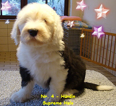 Nr. 4 - H�ndin
Supreme Halo