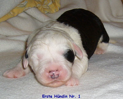 Erste H�ndin Nr. 1