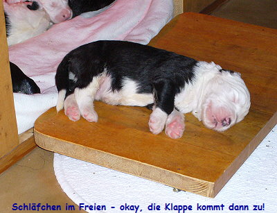 Schl�fchen im Freien - okay, die Klappe kommt dann zu!