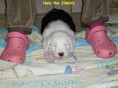 Halo the Jibbitz