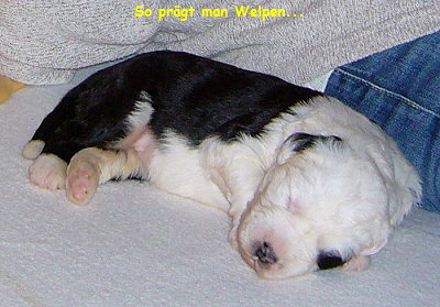 So pr�gt man Welpen...
