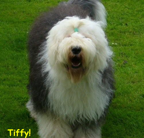 Tiffy!
