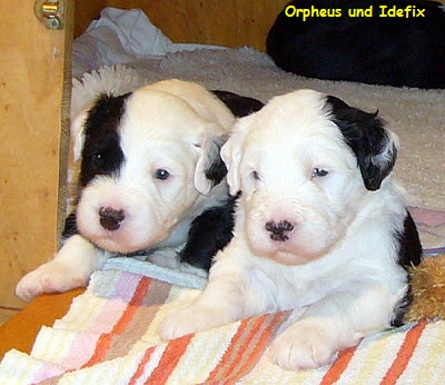 Orpheus und Idefix