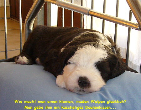 Wie macht man einen kleinen, m�den Welpen gl�cklich?
Man gebe ihm ein kuscheliges Daunenkissen...