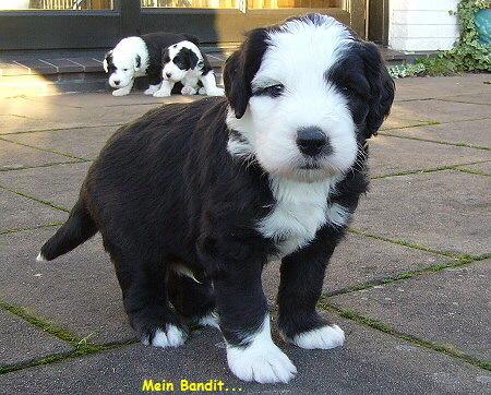 Mein Bandit...