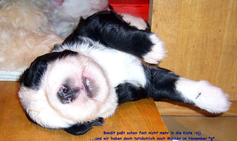 Bandit pa�t schon fast nicht mehr in die Kiste :o))
                                      ...und wir haben doch tats�chlich noch M�cken im November *g*