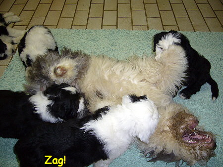 Zag!