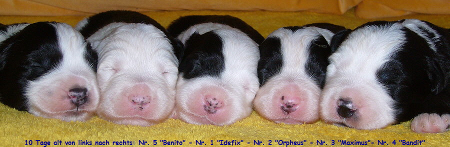 10 Tage alt von links nach rechts: Nr. 5 