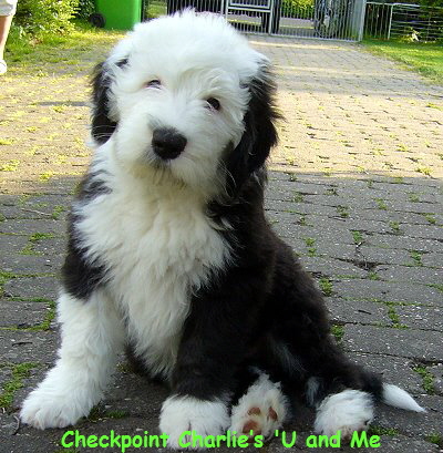 Checkpoint Charlie�s 'U and Me