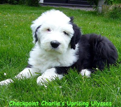 Checkpoint Charlie�s Uprising Ulysses