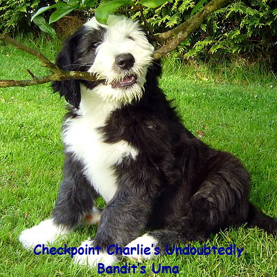 Checkpoint Charlie�s Undoubtedly
Bandit�s Uma