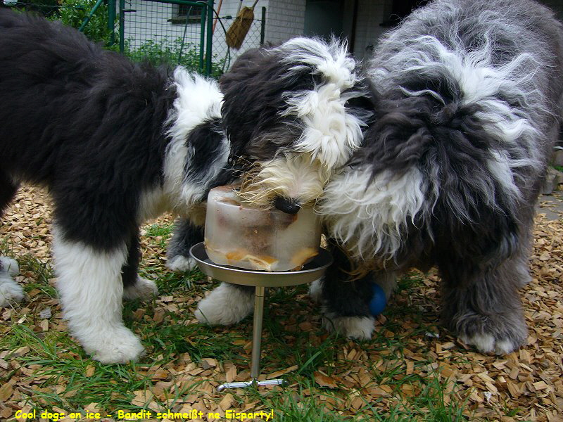 Cool dogs on ice - Bandit schmei�t ne Eisparty!