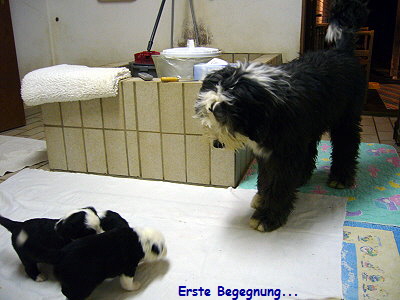 Erste Begegnung...