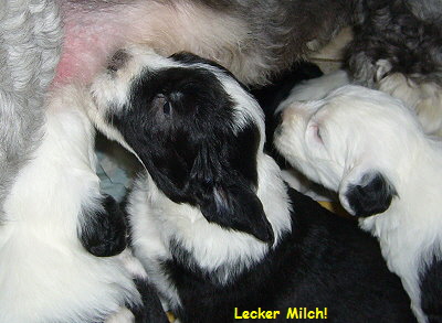 Lecker Milch!