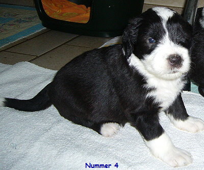 Nummer 4