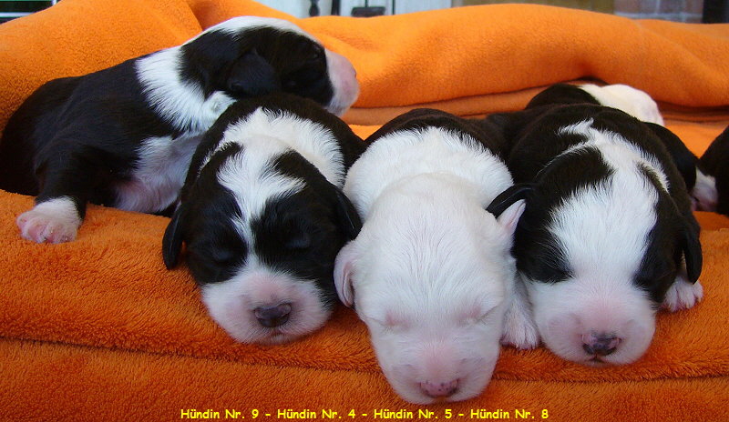 H�ndin Nr. 9 - H�ndin Nr. 4 - H�ndin Nr. 5 - H�ndin Nr. 8