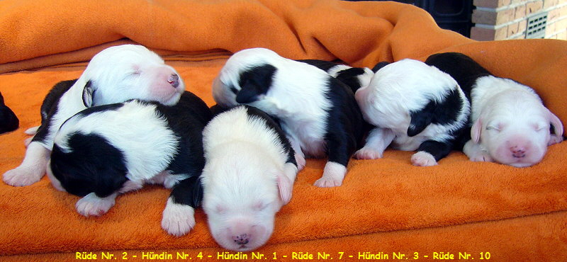 R�de Nr. 2 - H�ndin Nr. 4 - H�ndin Nr. 1 - R�de Nr. 7 - H�ndin Nr. 3 - R�de Nr. 10