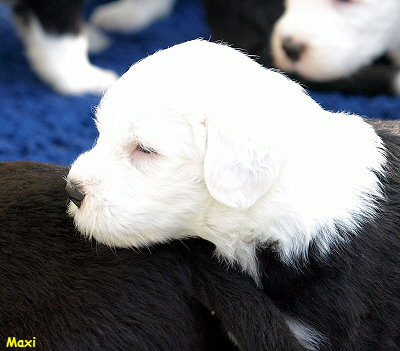 Maxi