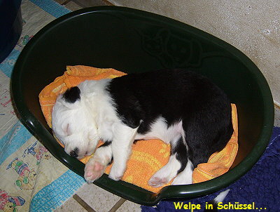 Welpe in Sch�ssel...