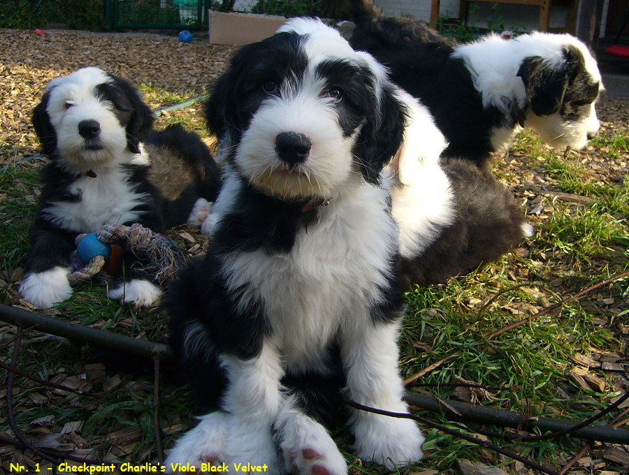 Nr. 1 - Checkpoint Charlies Viola Black Velvet