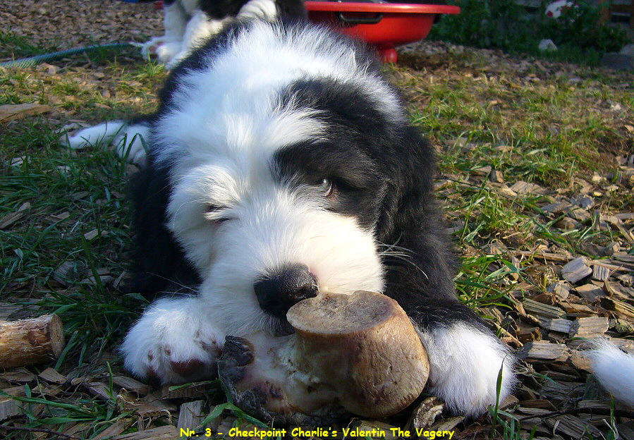 Nr. 3 - Checkpoint Charlies Valentin The Vagery
