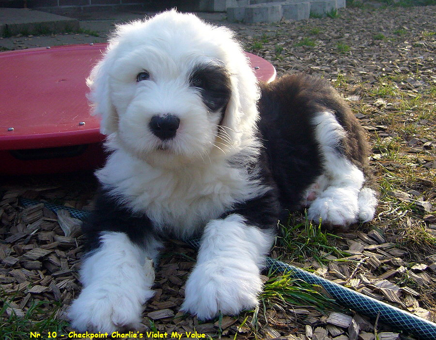 Nr. 10 - Checkpoint Charlies Violet My Value