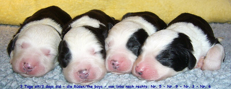 3 Tage alt/3 days old - die Rden/the boys - von links nach rechts: Nr. 5 - Nr. 9 - Nr. 3 - Nr. 6