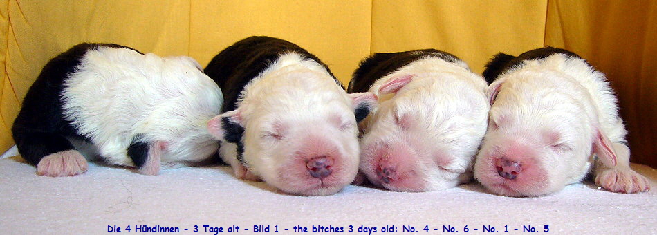 Die 4 H�ndinnen - 3 Tage alt - Bild 1 - the bitches 3 days old: No. 4 - No. 6 - No. 1 - No. 5
