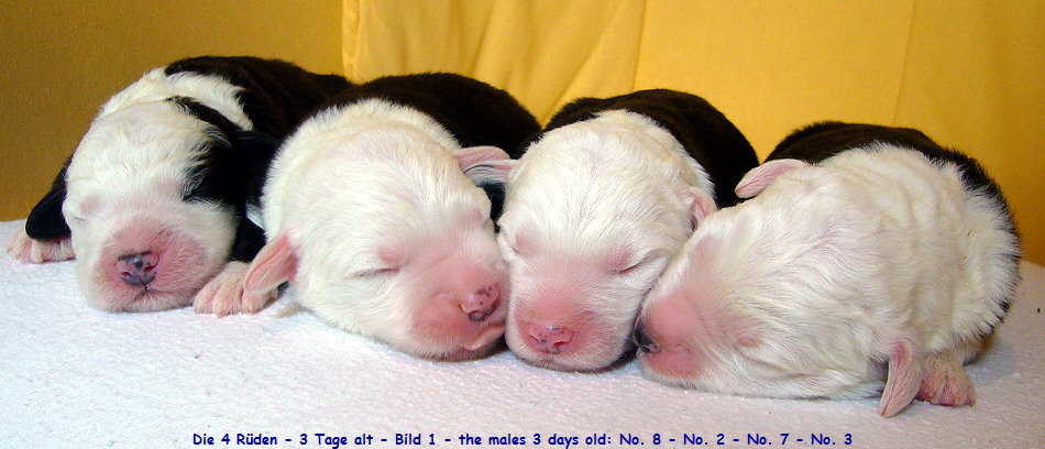 Die 4 R�den - 3 Tage alt - Bild 1 - the males 3 days old: No. 8 - No. 2 - No. 7 - No. 3