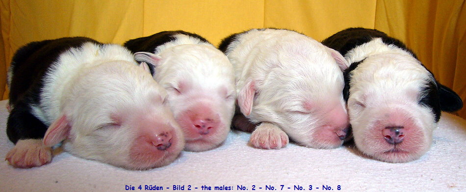 Die 4 R�den - Bild 2 - the males: No. 2 - No. 7 - No. 3 - No. 8