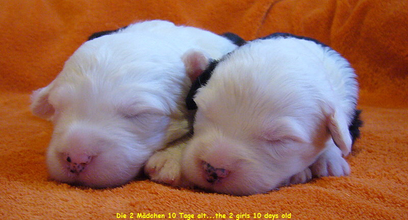 Die 2 M�dchen 10 Tage alt...the 2 girls 10 days old
