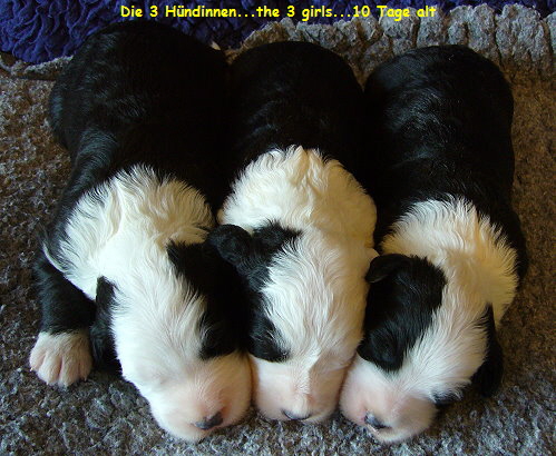 Die 3 H�ndinnen...the 3 girls...10 Tage alt