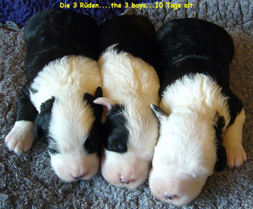 Die 3 R�den....the 3 boys...10 Tage alt