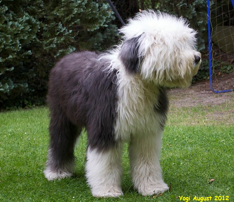 Yogi August 2012