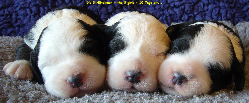 Die 3 H�ndinnen - the 3 girls - 10 Tage alt...