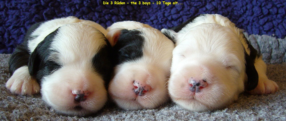 Die 3 R�den - the 3 boys - 10 Tage alt...