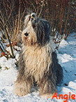 Angie