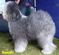 Bandit