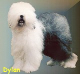 Dylan
