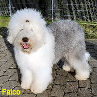 Falco