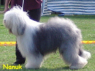 Nanuk