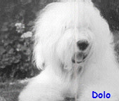 Dolo