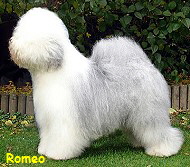 Romeo
