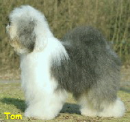 Tom