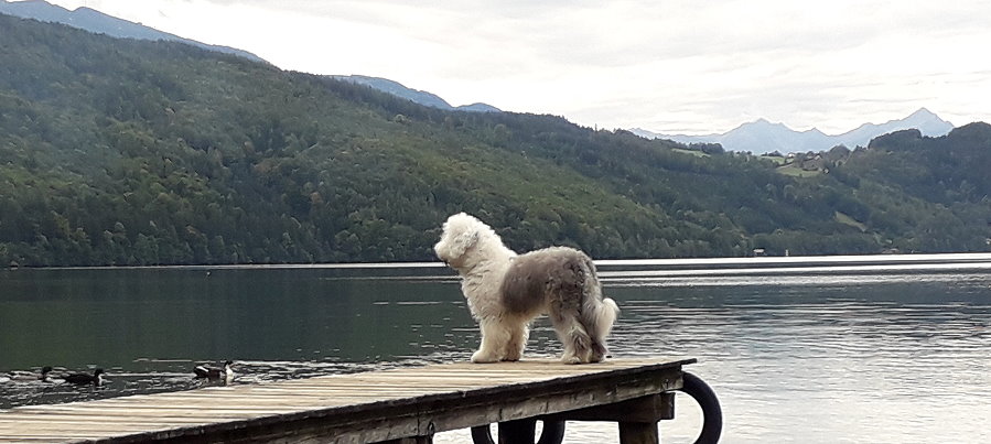 Klick auf das Bild, dann siehst Du Falco auch in der Bewegung!