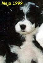 Maja 1999